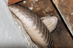 Philodryas nattereri