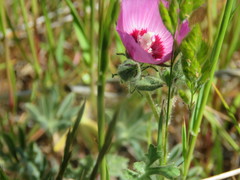 Sidalcea keckii