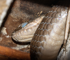 Philodryas nattereri