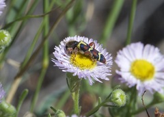 Trichodes peninsularis horni