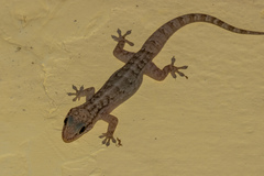 Phyllopezus pollicaris