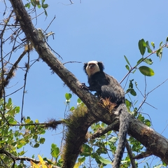 Callithrix geoffroyi