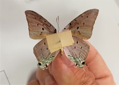 Pseudolycaena marsyas