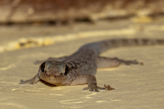 Phyllopezus pollicaris