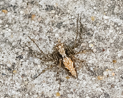 Oxyopes acleistus