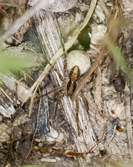 Pardosa delicatula