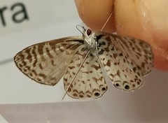 Leptotes cassius
