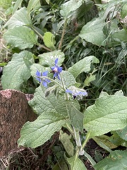 Borago officinalis