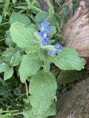 Borago officinalis