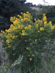 Hypericum canariense