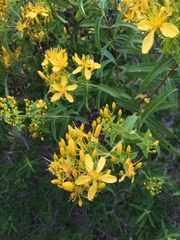 Hypericum canariense