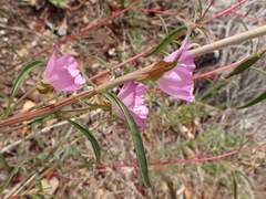 Clarkia bottae