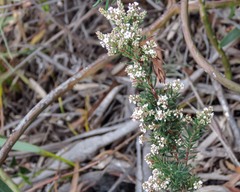 Leucopogon collinus