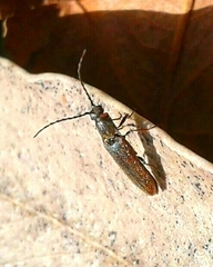 Campylomorphus homalisinus