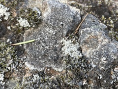 Stereocaulon sterile