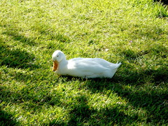 Anas platyrhynchos domesticus