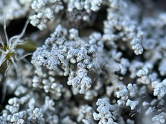 Stereocaulon sterile