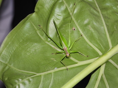 Hexacentrus unicolor