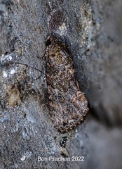 Odontodes