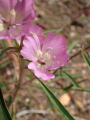 Clarkia bottae