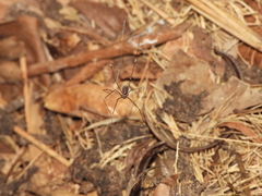 Smeringopus pallidus