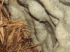 Smeringopus pallidus