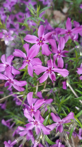 Phlox subulata