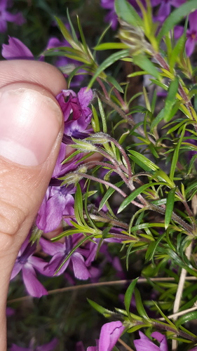 Phlox subulata
