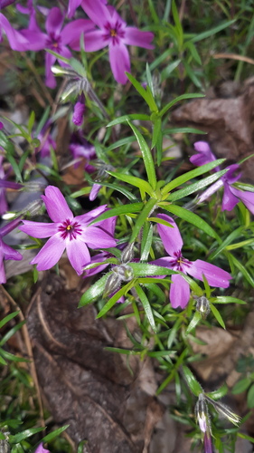 Phlox subulata
