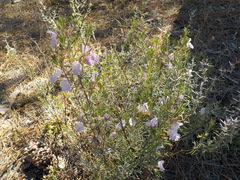 Conradina canescens image