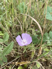 Clarkia bottae