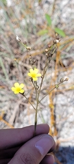 Linum arenicola
