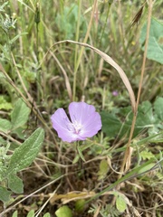 Clarkia bottae