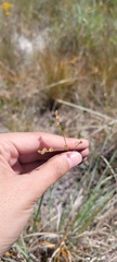Linum arenicola