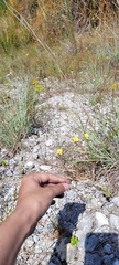 Linum arenicola