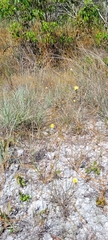 Linum arenicola