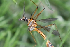 Hesperotipula