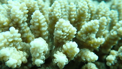 Acropora valida