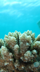 Acropora valida