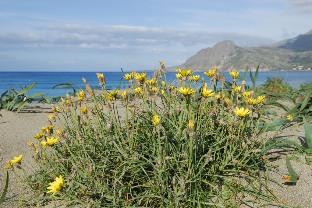 Cretan Salsify