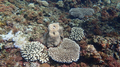 Acropora valida