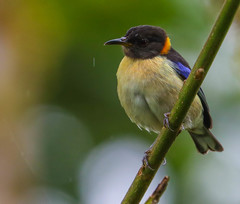 Iridophanes pulcherrimus