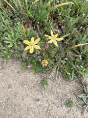 Triteleia ixioides