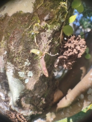 Drymoanthus
