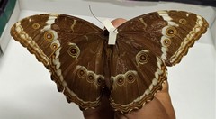 Morpho helenor