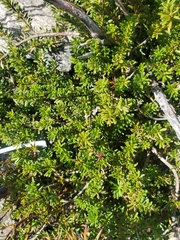 Podocarpus lawrencei