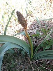 Asphodelus macrocarpus