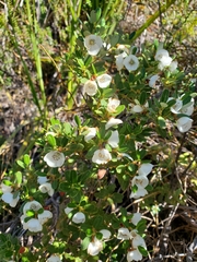 Eucryphia milliganii