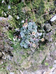 Actinotus bellidioides
