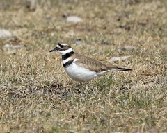Charadrius vociferus